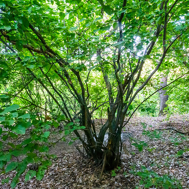 Image of Acer tataricum specimen.