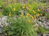 Tanacetum bipinnatum