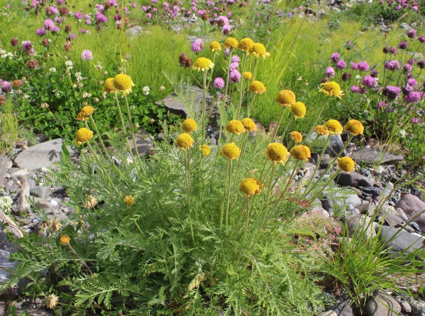 Image of Tanacetum bipinnatum specimen.