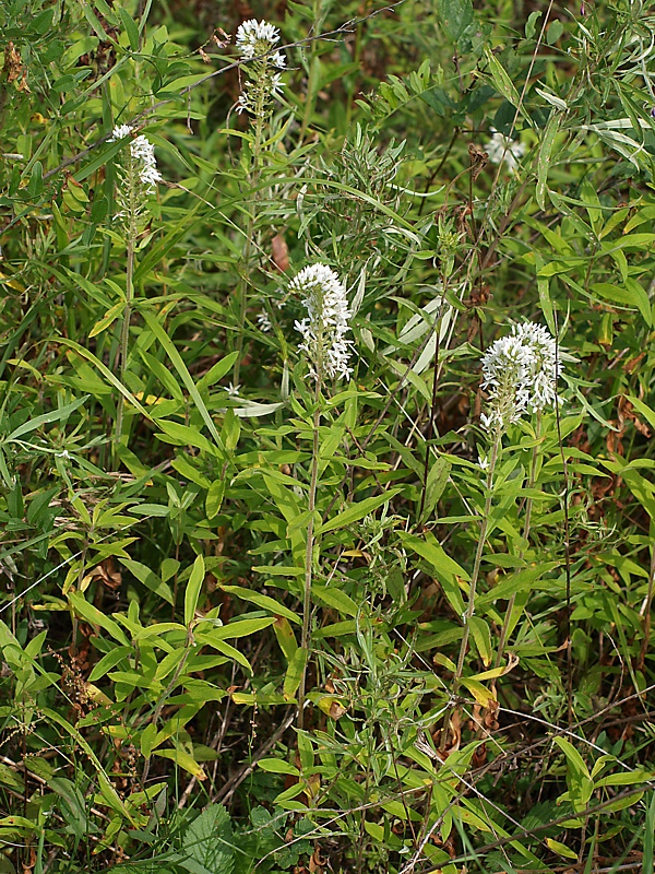 Изображение особи Lysimachia barystachys.