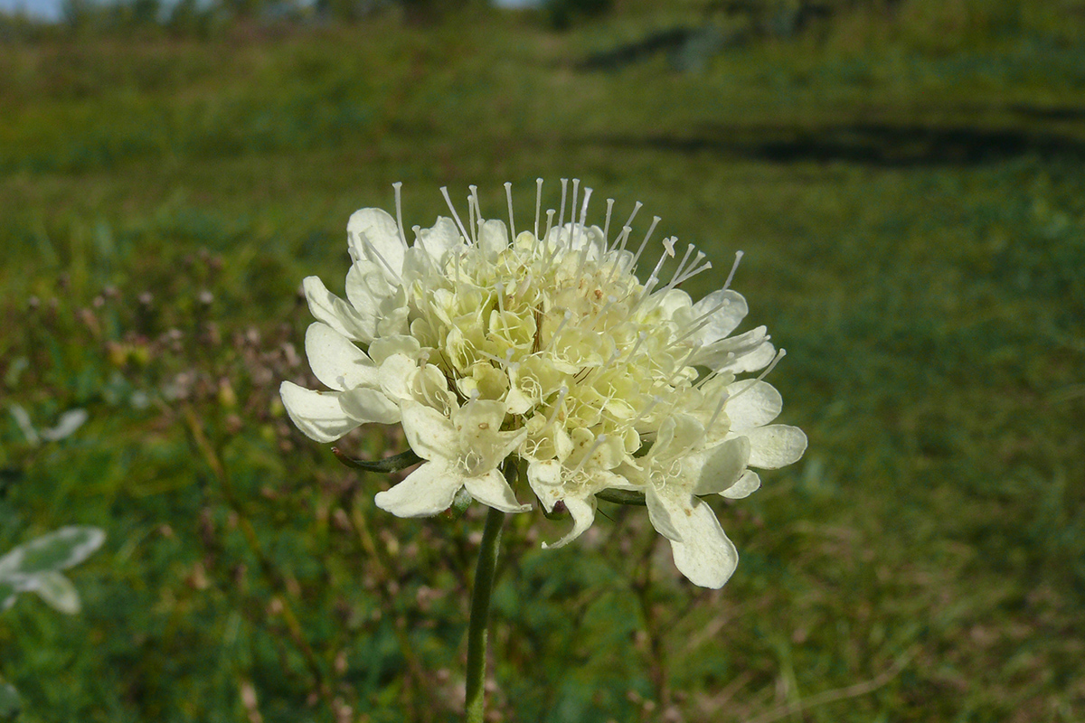 Изображение особи Scabiosa ochroleuca.