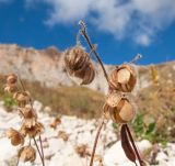 Helianthemum ovatum. Верхушки побегов с плодами. Адыгея, Кавказский биосферный заповедник, ур. Яворова Поляна, ≈ 1900 м н.у.м., каменистая россыпь. 03.10.2015.