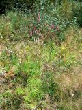 Sanguisorba parviflora