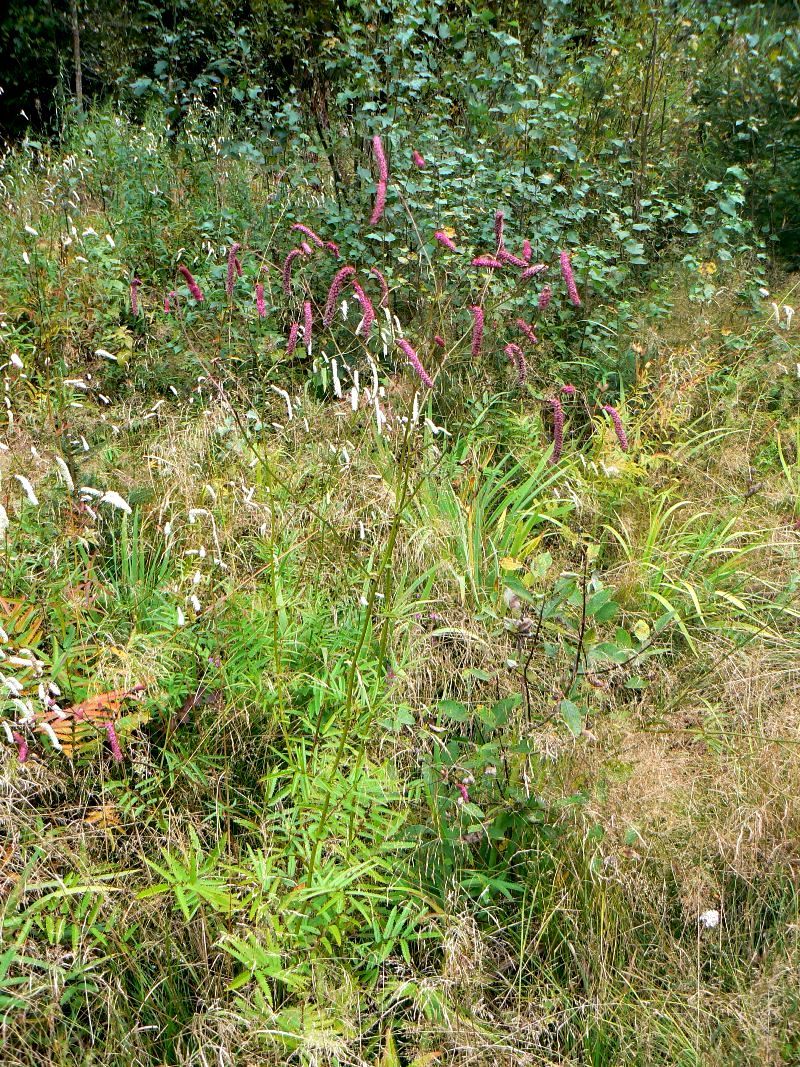 Image of Sanguisorba parviflora specimen.