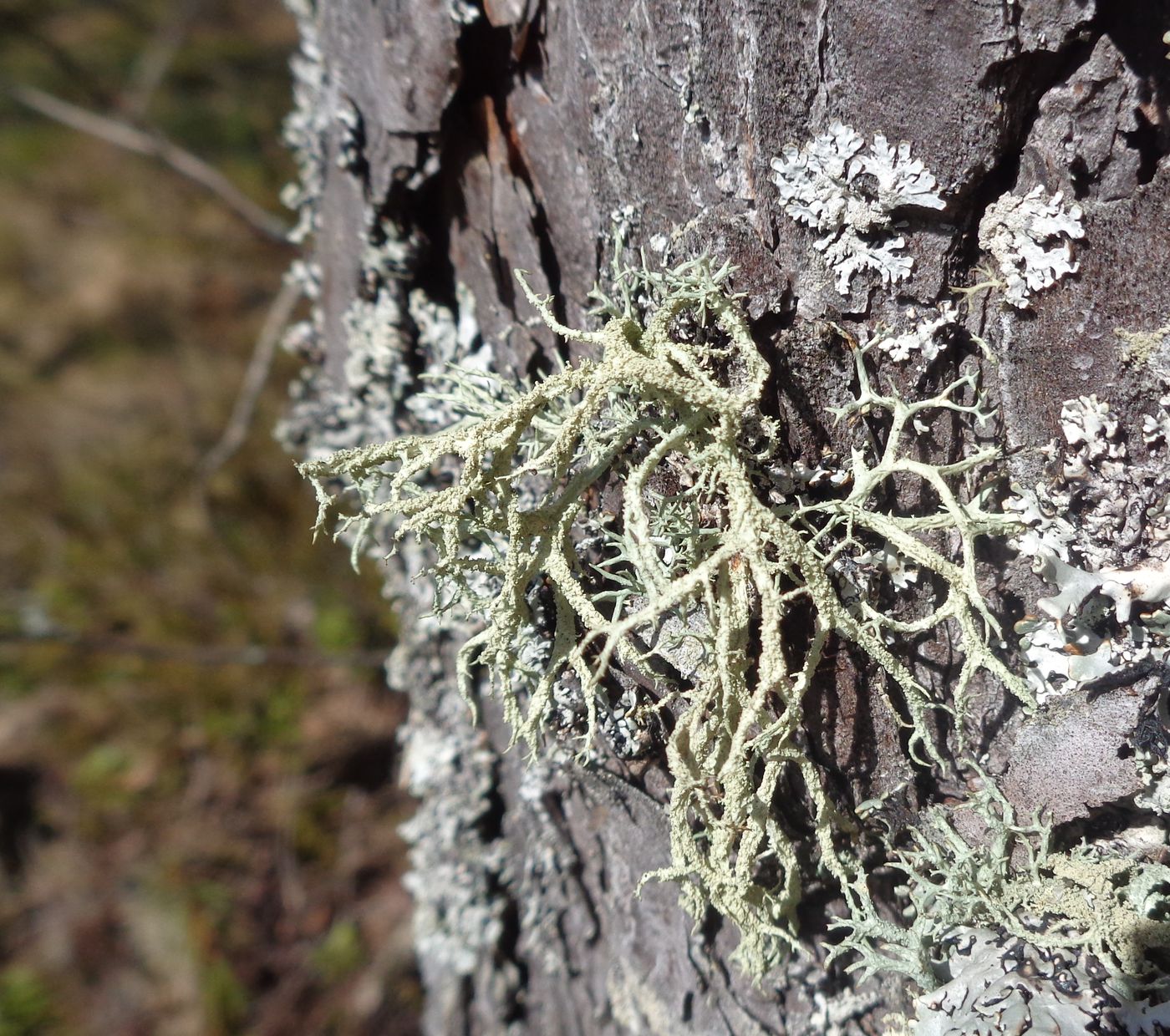 Image of genus Evernia specimen.