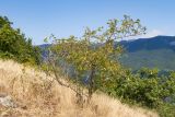 Rosa canina. Плодоносящее растение. Южный Берег Крыма, сев.-вост. склон горы Аю-Даг, задернованная скала. 06.08.2019.