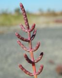 Salicornia perennans. Веточка. Республика Крым, Ленинский р-н, окр. с. Курортное, оз. Чокрак, солончак на обнажившемся дне. Сентябрь 2020 г.