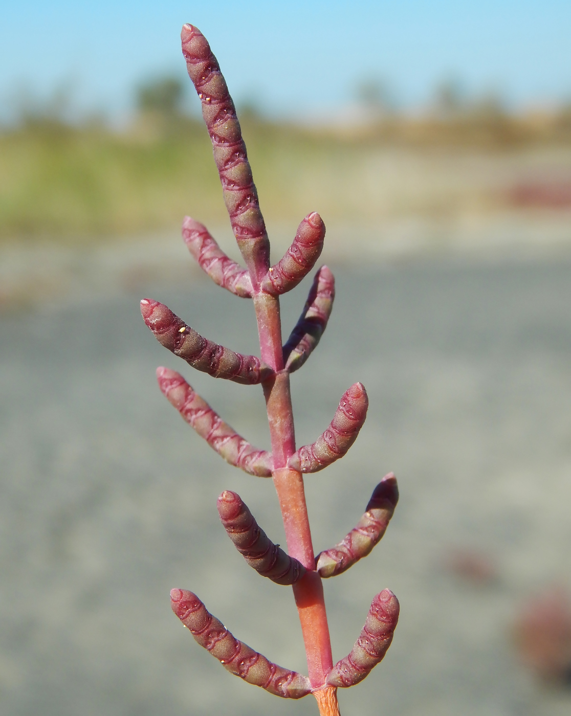 Image of Salicornia perennans specimen.