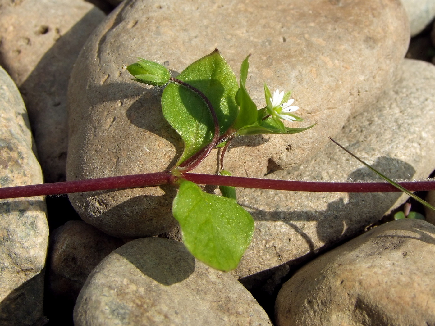 Image of Stellaria media specimen.