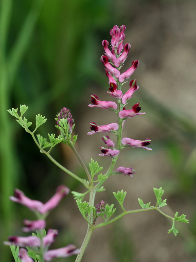 Изображение особи Fumaria officinalis.