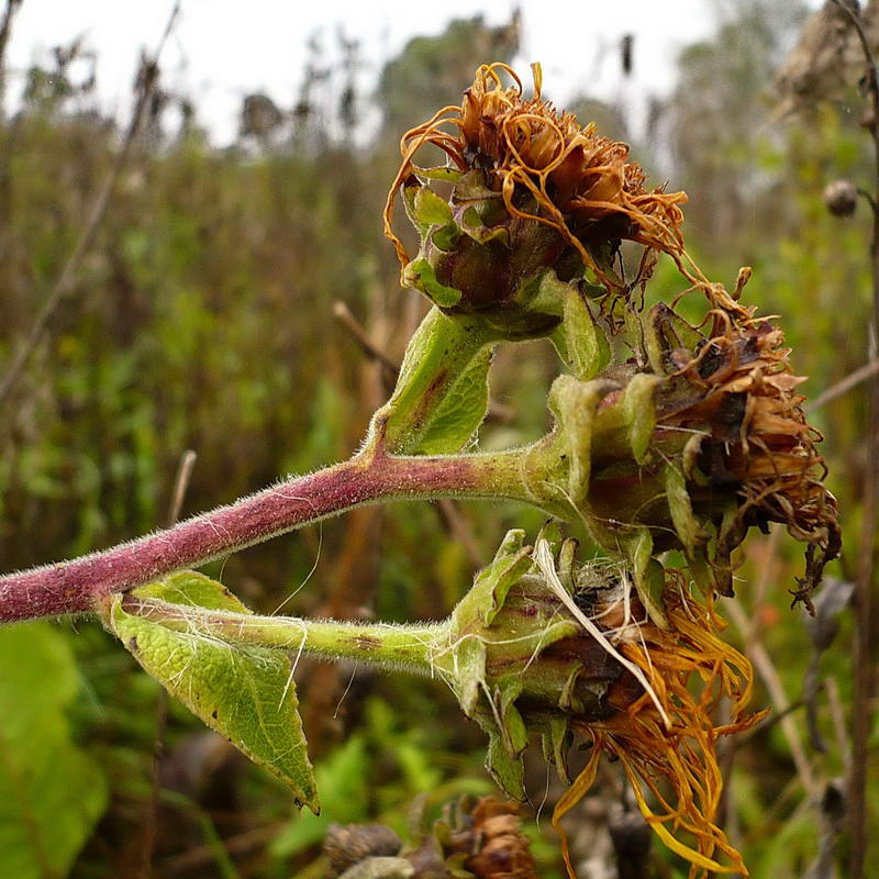 Image of Inula helenium specimen.