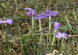 Dianthus hyssopifolius. Верхушки побегов с цветками. Испания, автономное сообщество Каталония, провинция Барселона, комарка Бергеда, муниципалитет Сальдес, подножие горы Педрафорка, окр. смотр. площадки \"Гресолет\", 1557 м н.у.м., разнотравье на небольшом плато. 16.07.2020.