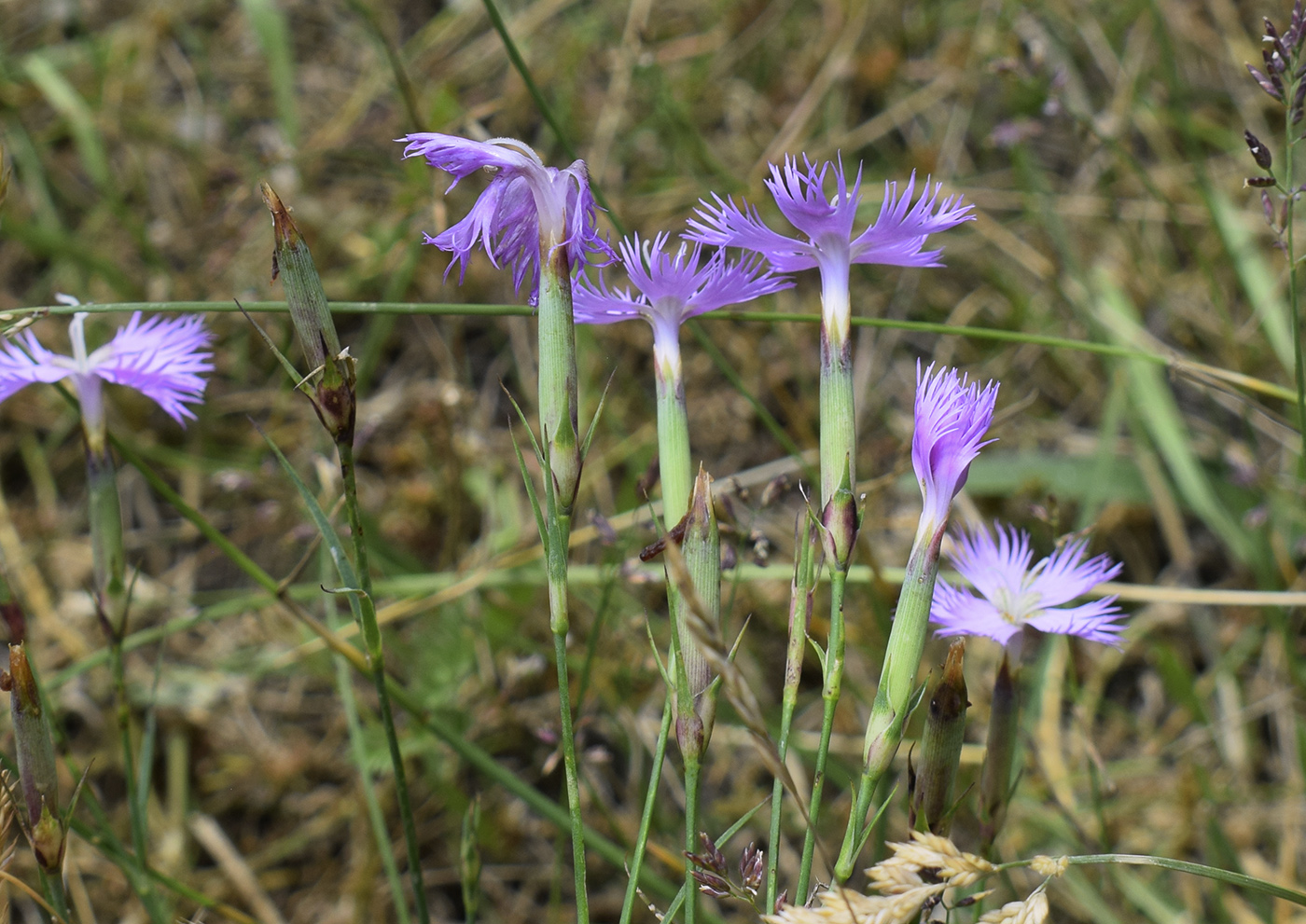 Image of Dianthus hyssopifolius specimen.