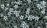 Cerastium biebersteinii