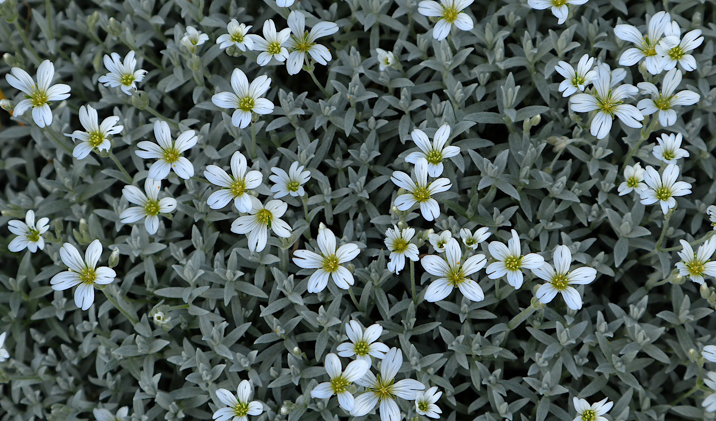 Изображение особи Cerastium biebersteinii.