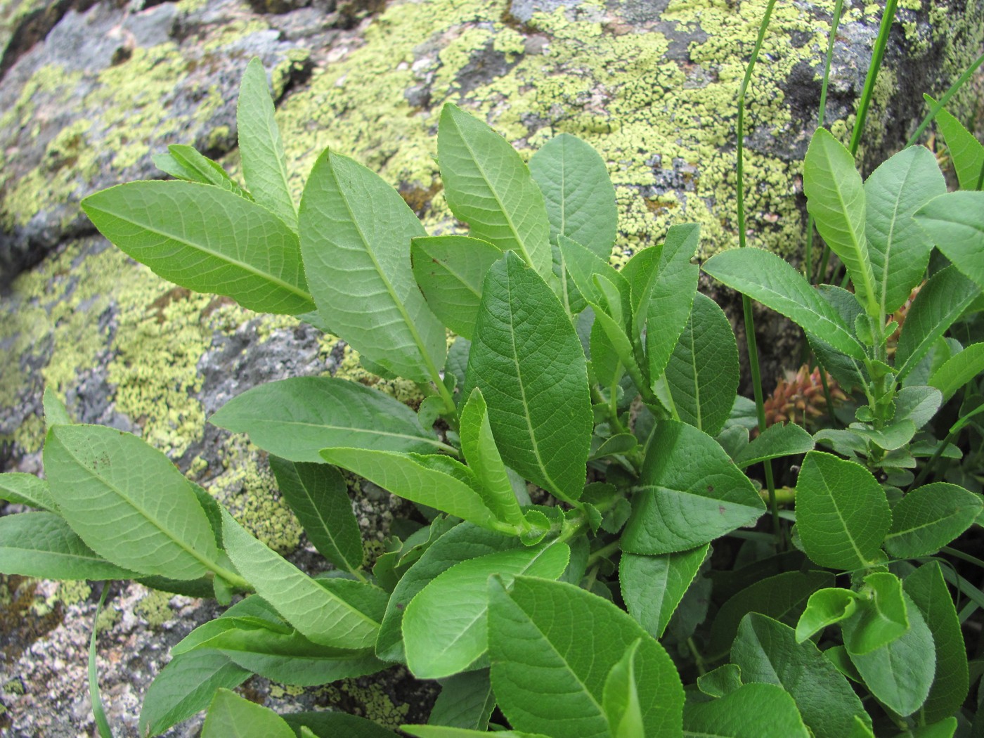 Image of Salix apoda specimen.