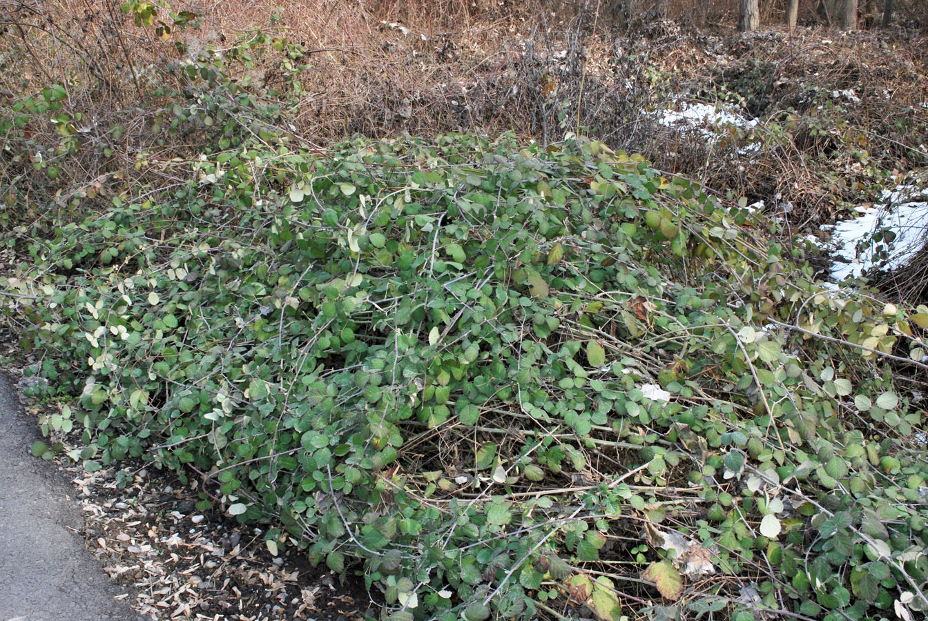 Image of genus Rubus specimen.