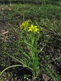 Gagea spathacea. Цветущее и вегетирующие растения. Нидерланды, провинция Drenthe, деревня Roden, парк на территории поместья (мызы). 2 апреля 2011 г.