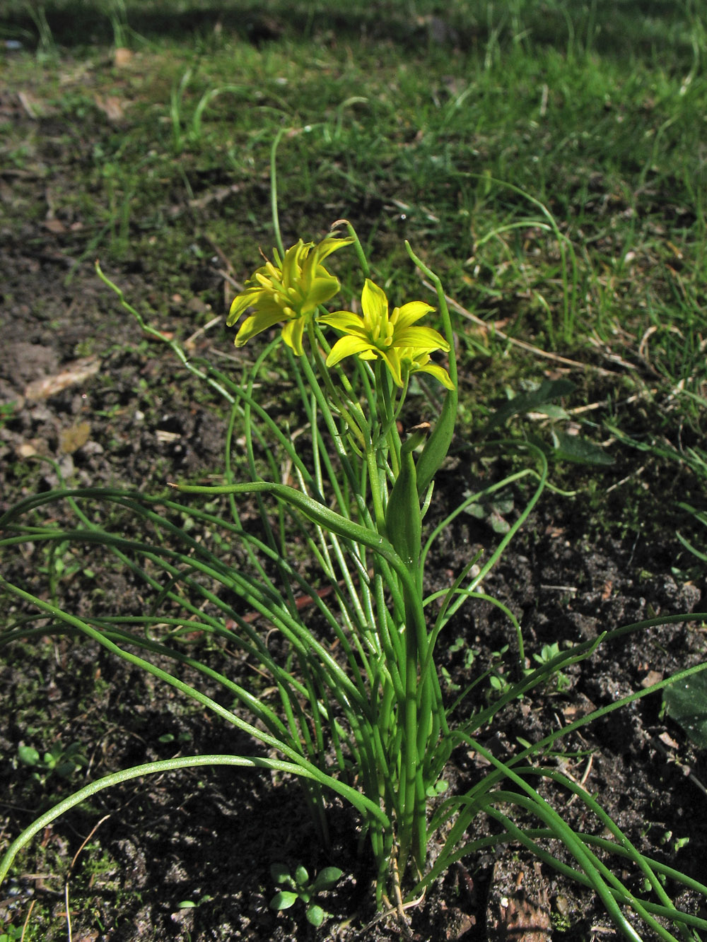 Изображение особи Gagea spathacea.