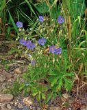 Geranium pratense