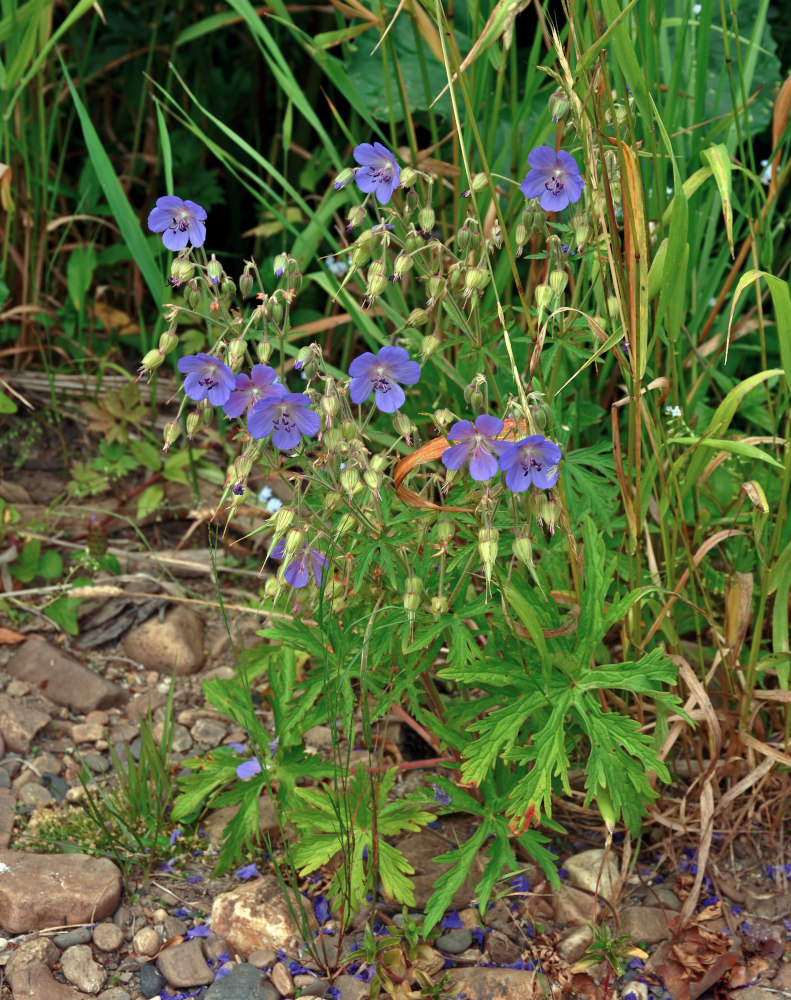 Image of Geranium pratense specimen.