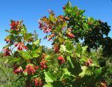 Acer tataricum