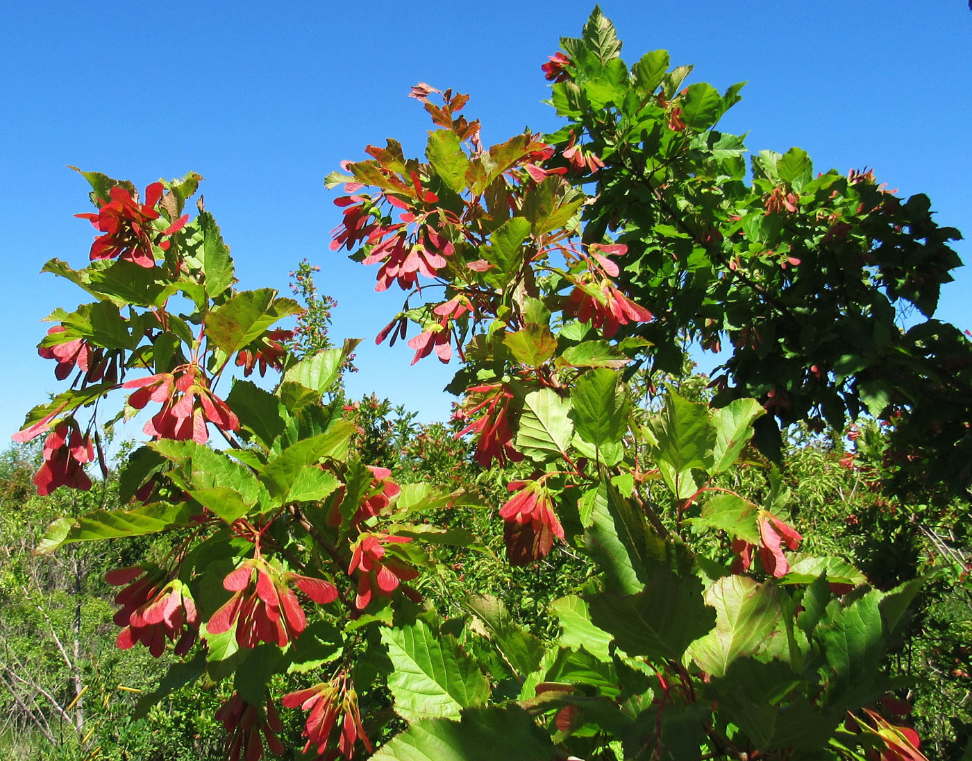 Изображение особи Acer tataricum.