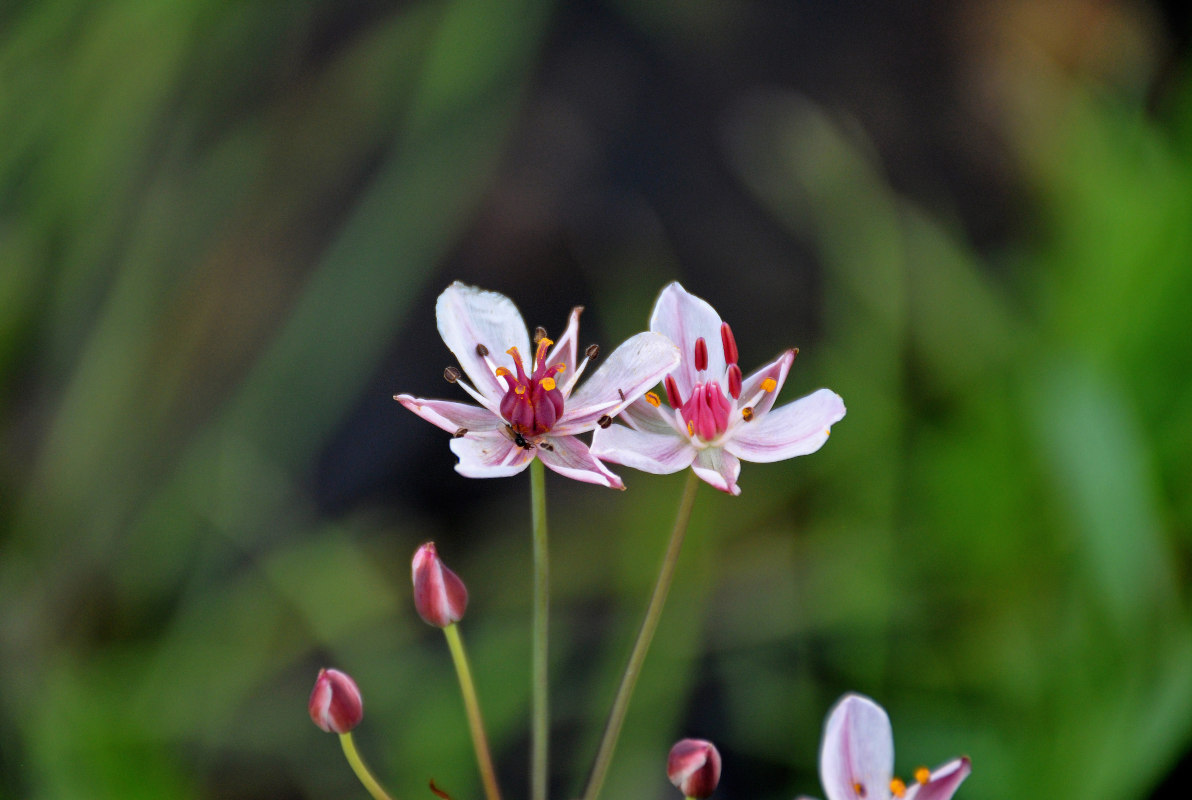 Изображение особи Butomus umbellatus.