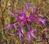 Centaurea scabiosa