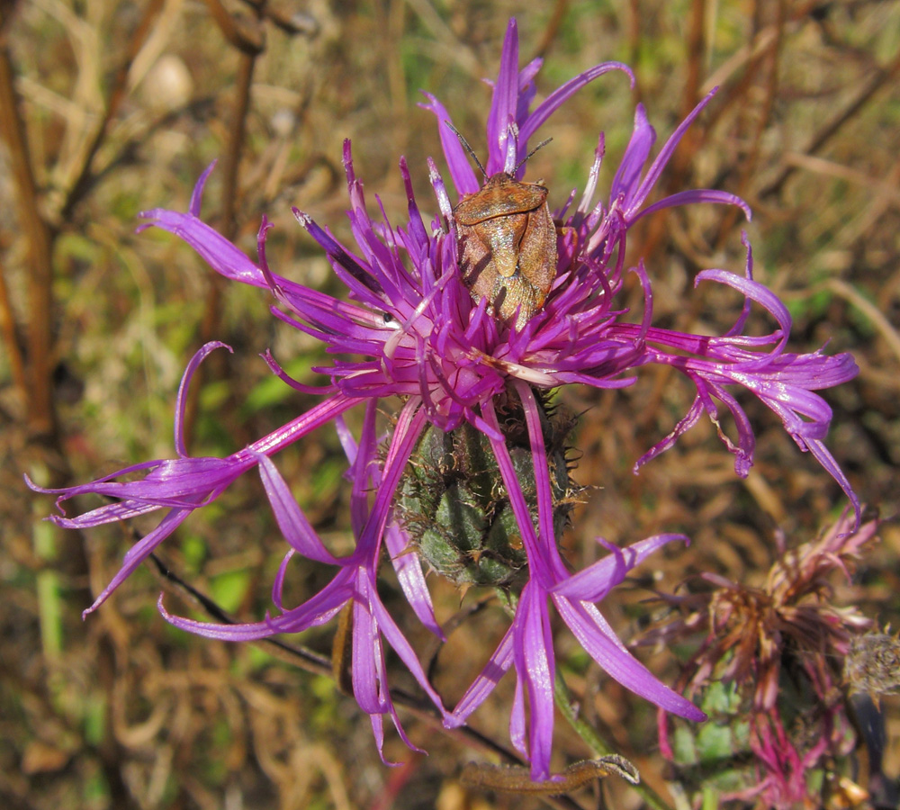 Image of Centaurea scabiosa specimen.