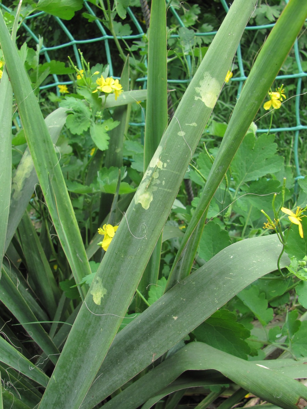 Изображение особи Yucca filamentosa.