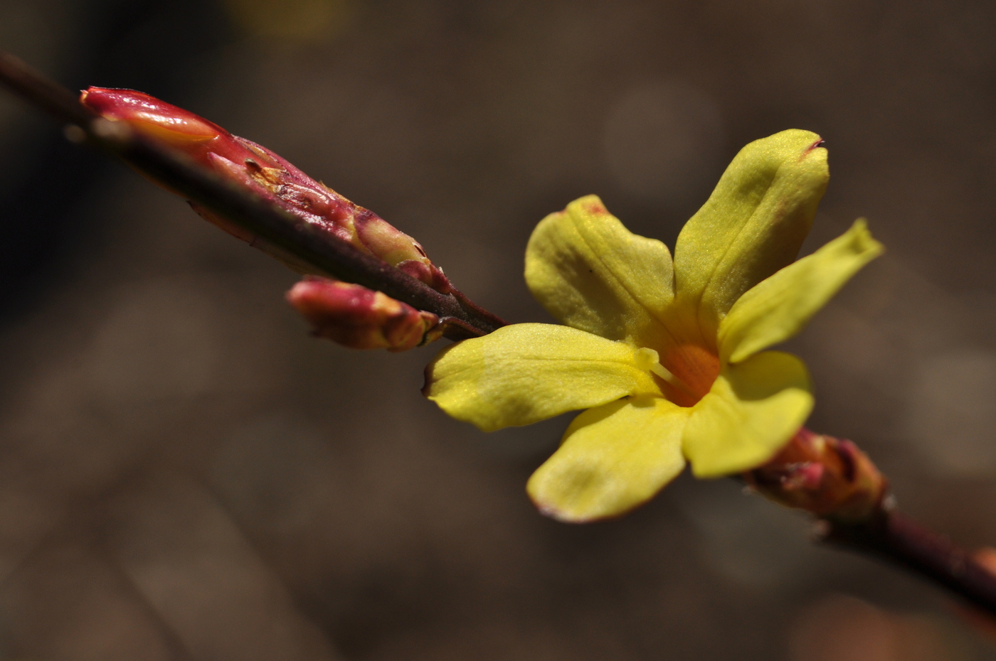 Image of Jasminum nudiflorum specimen.