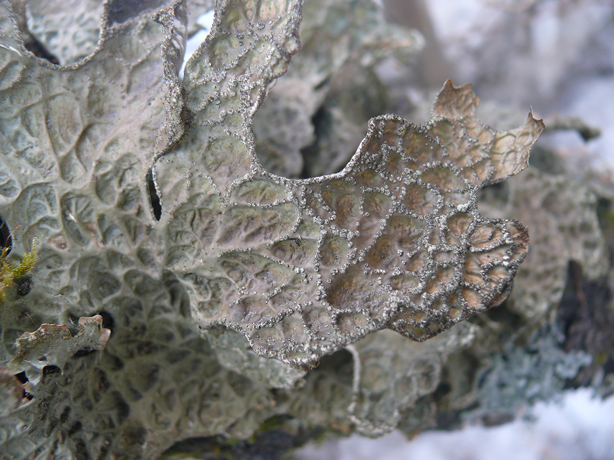 Image of genus Lobaria specimen.