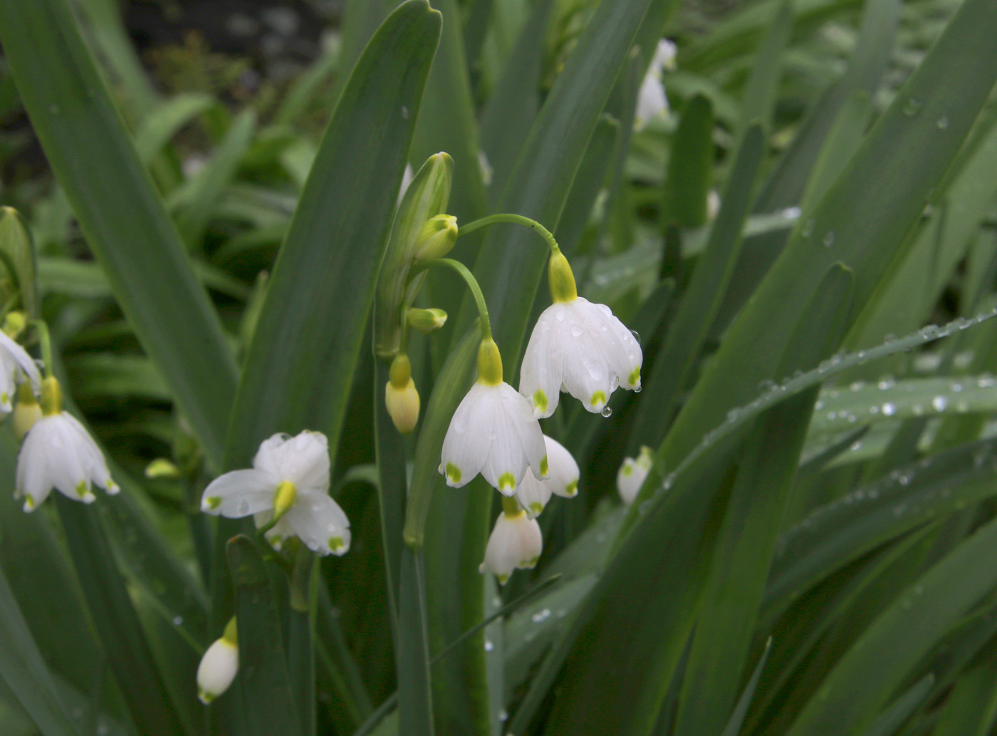 Image of Leucojum aestivum specimen.