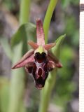 Ophrys &times; aghemanii