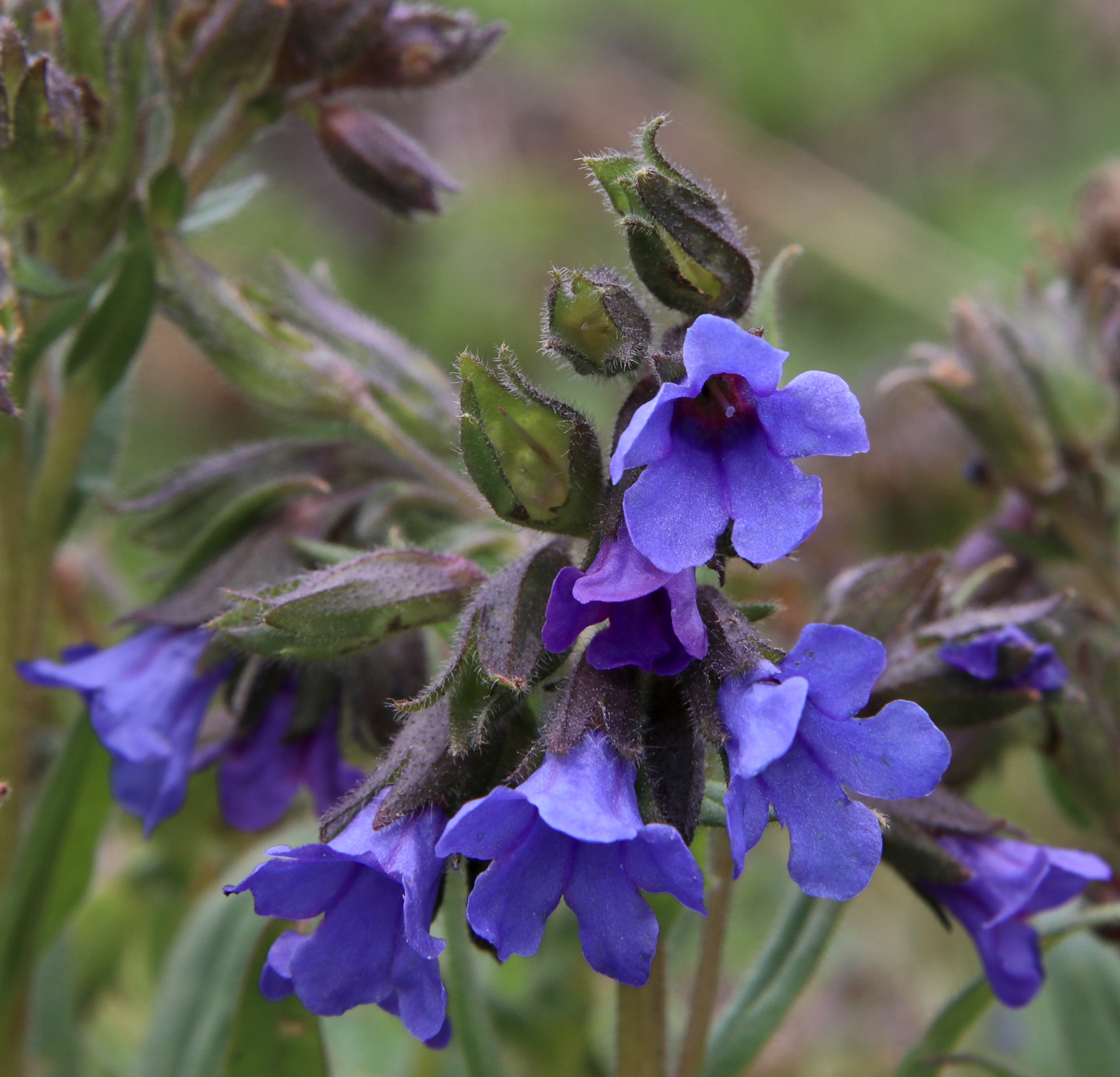 Image of Pulmonaria angustifolia specimen.