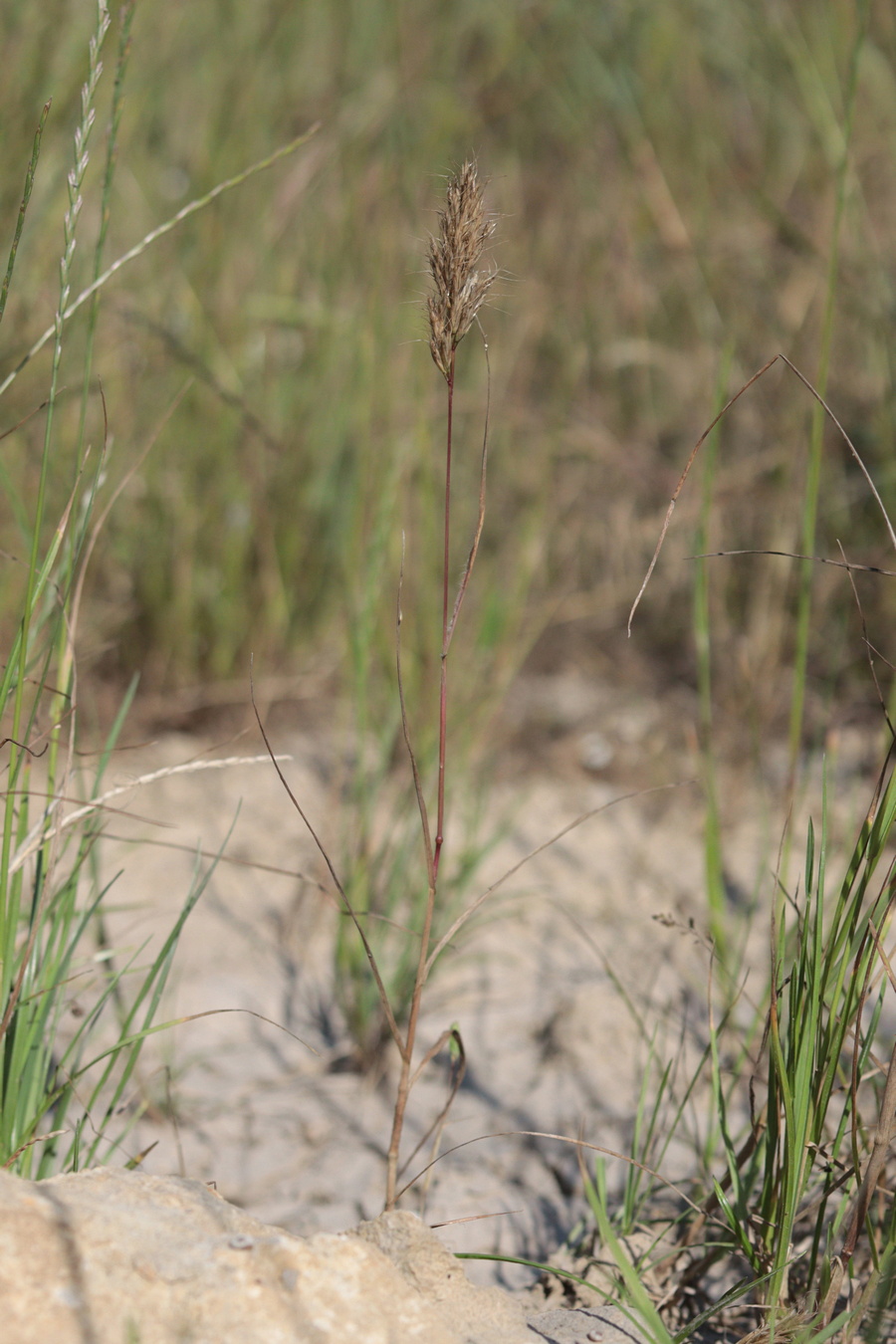 Image of Bromus scoparius specimen.