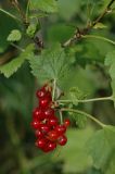 Ribes atropurpureum