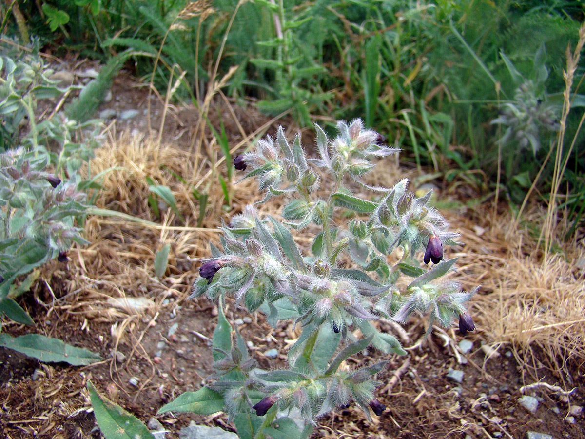 Image of Nonea pulla specimen.