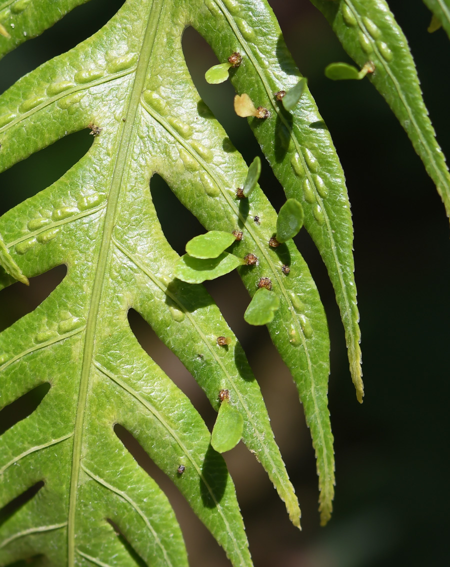 Image of Woodwardia prolifera specimen.