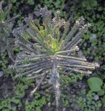 Kalanchoe tubiflora