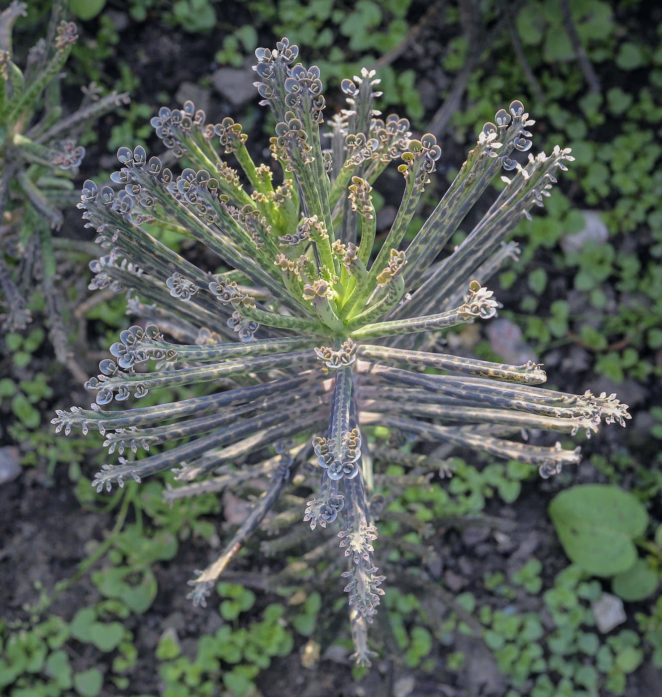 Image of Kalanchoe tubiflora specimen.
