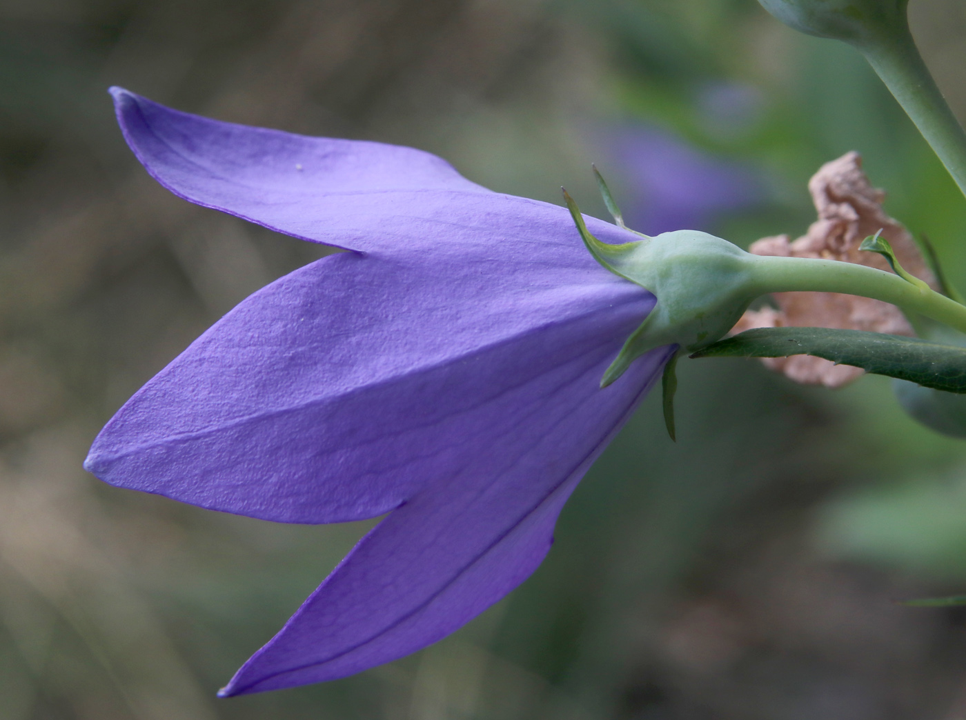 Image of Platycodon grandiflorus specimen.