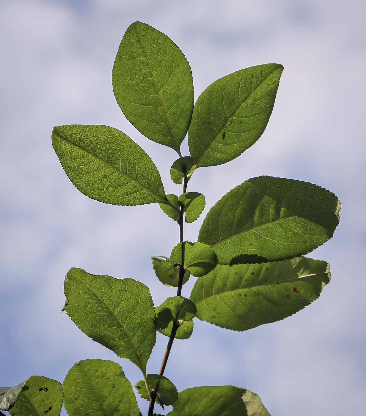 Image of Chaenomeles &times; superba specimen.