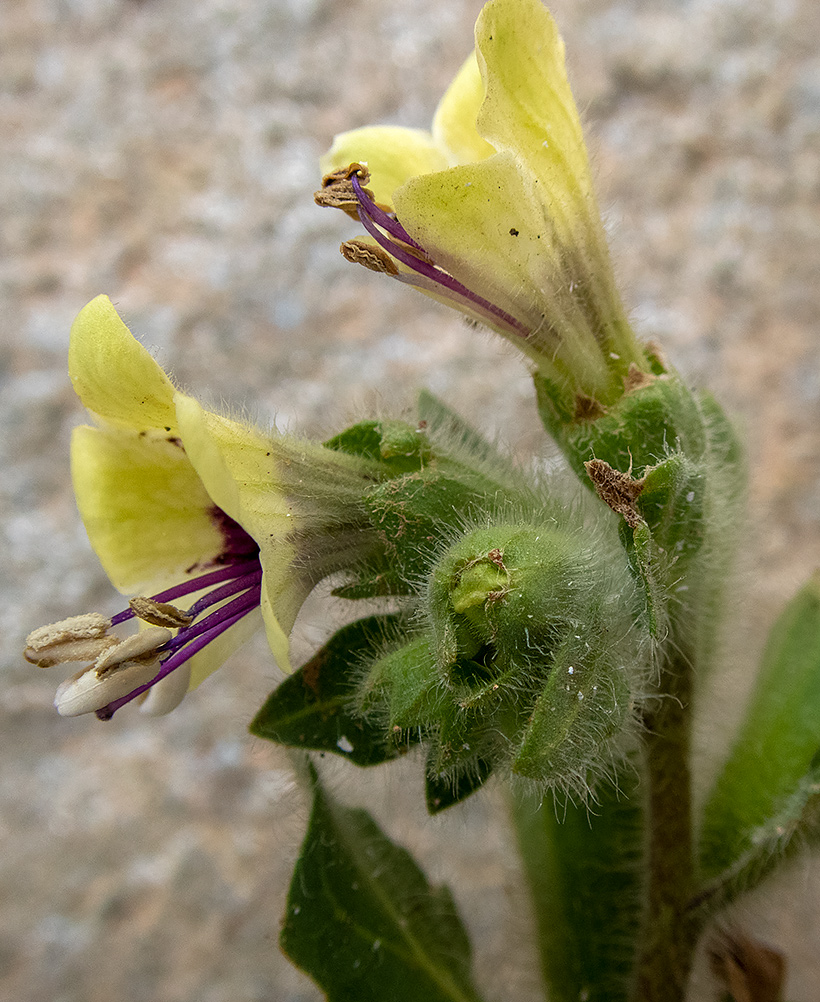 Image of Hyoscyamus albus specimen.