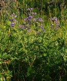 Campanula trachelium