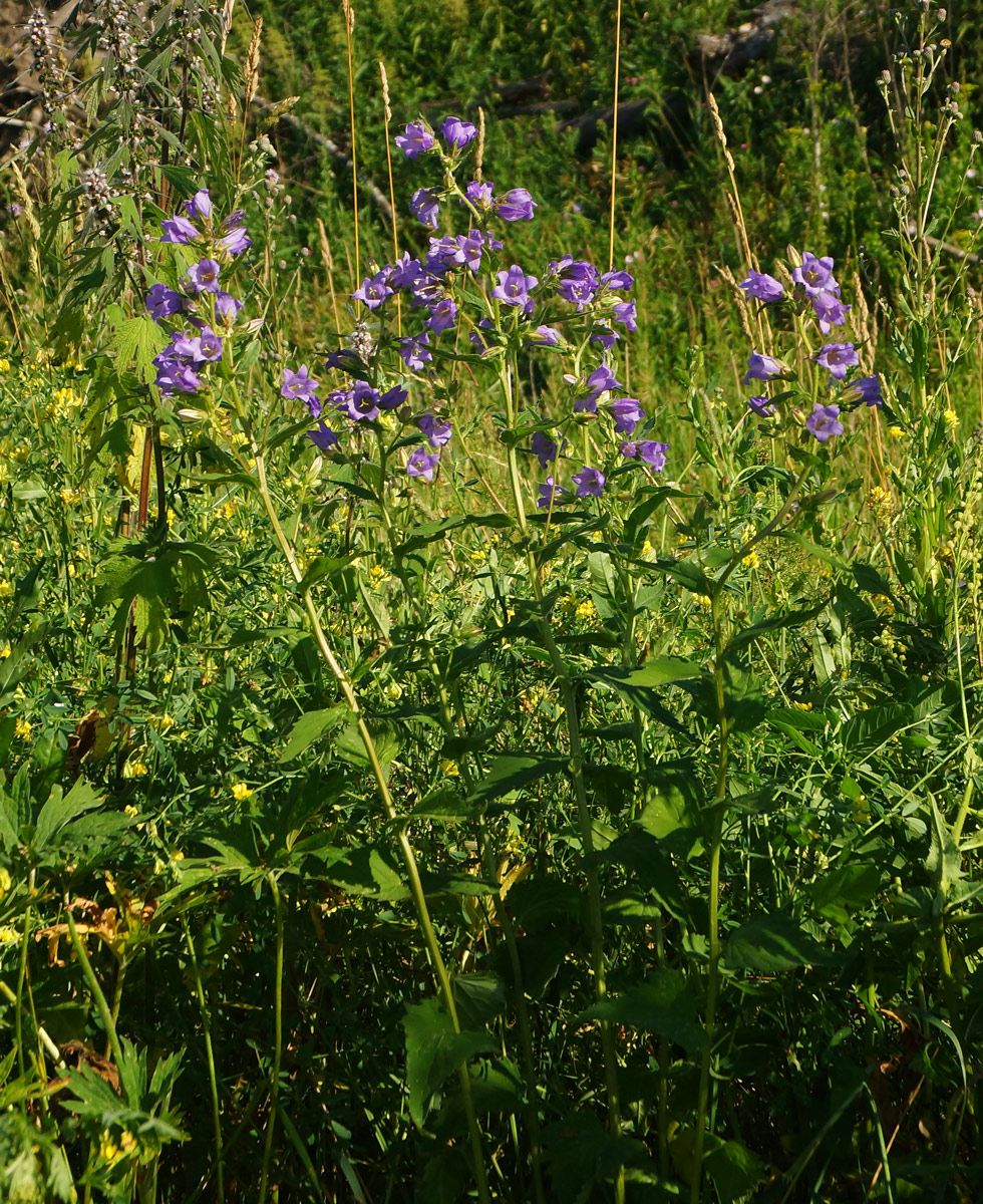 Image of Campanula trachelium specimen.