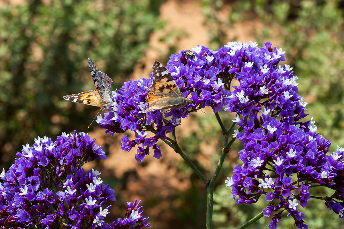 Image of Limonium perezii specimen.