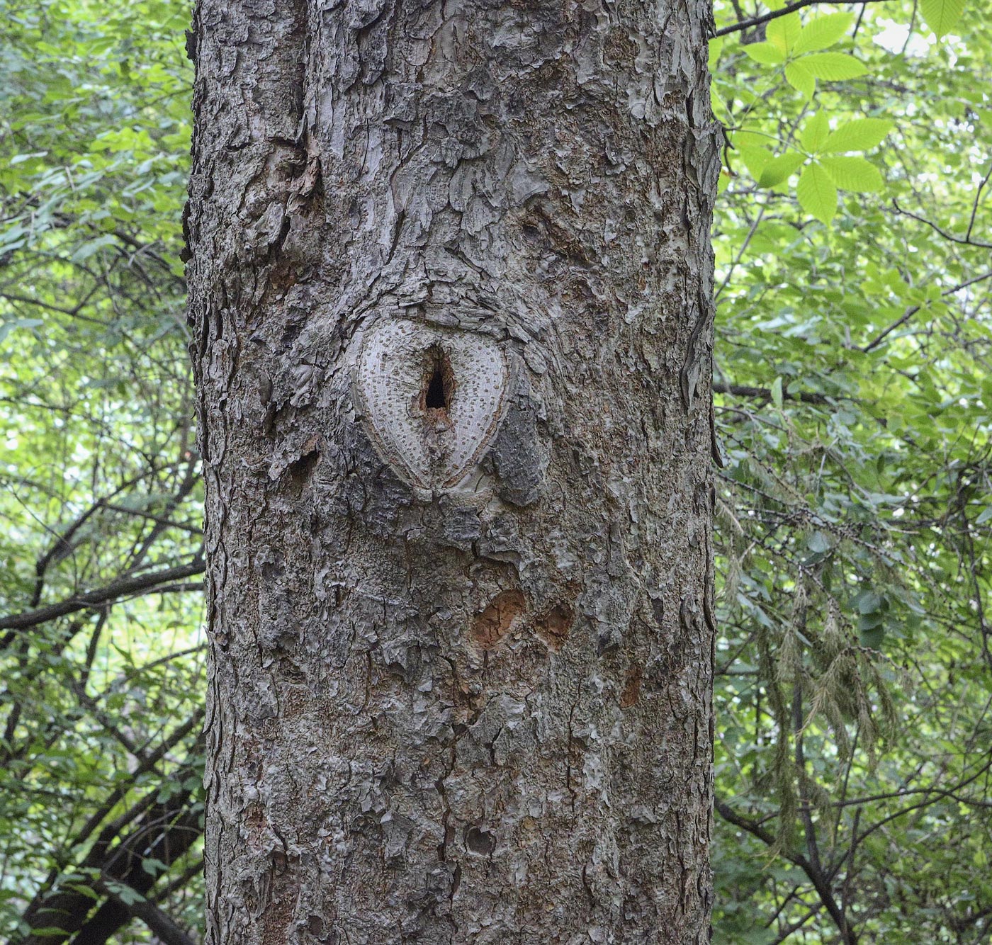 Изображение особи Aesculus flava.