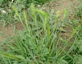 Poa подвид vivipara